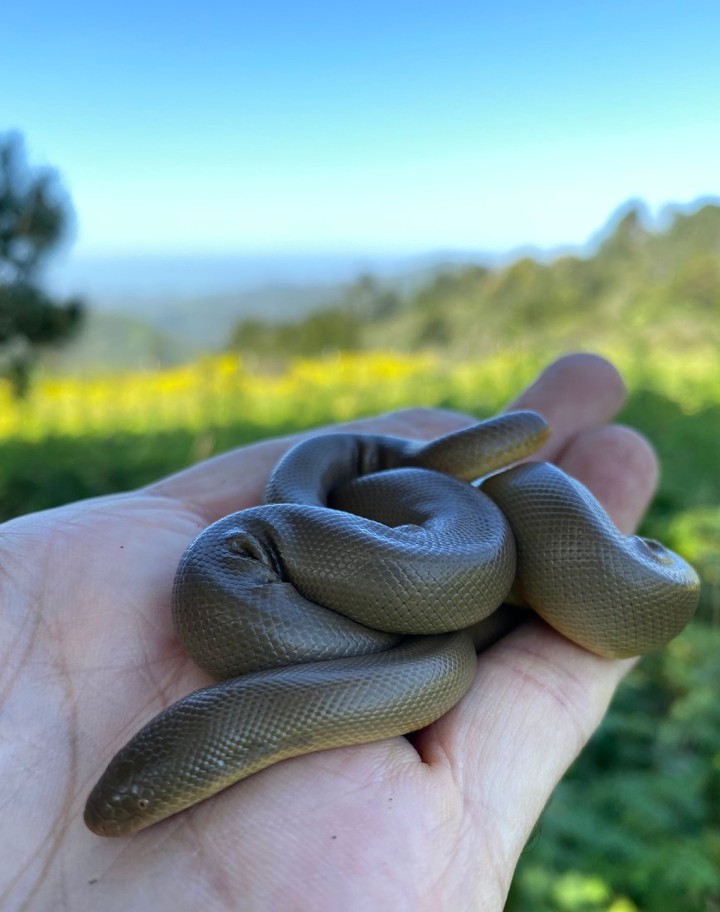 Rubber Boa